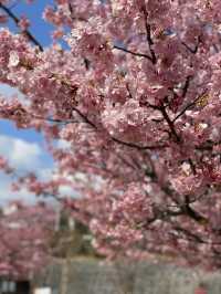 【伊豆×初春の旅】初春のお花見 はやっぱり河津