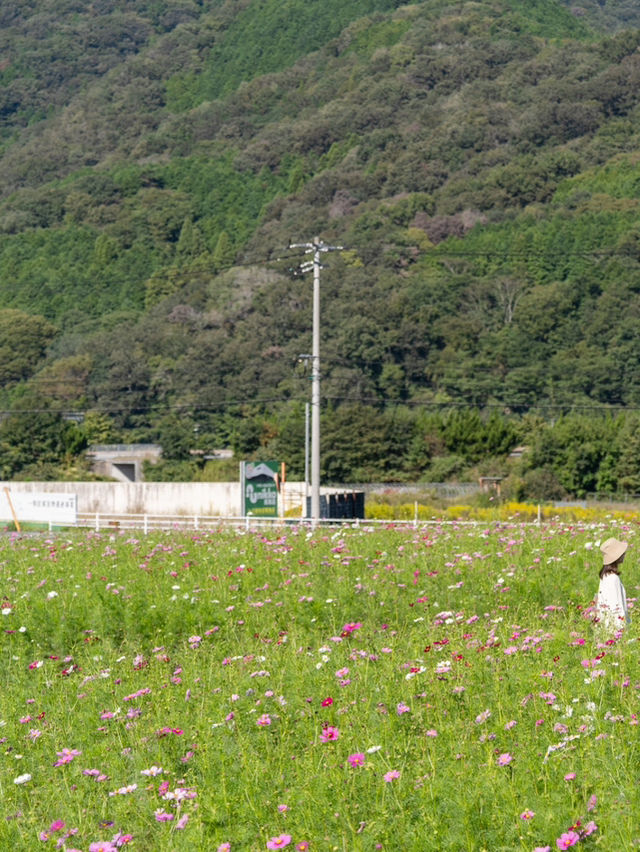 【岡山県/北房】高速からすぐのコスモス畑ならここ！