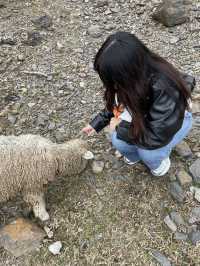 Qingjing Farm🐑 — Your Alpine Escape in Taiwan!
