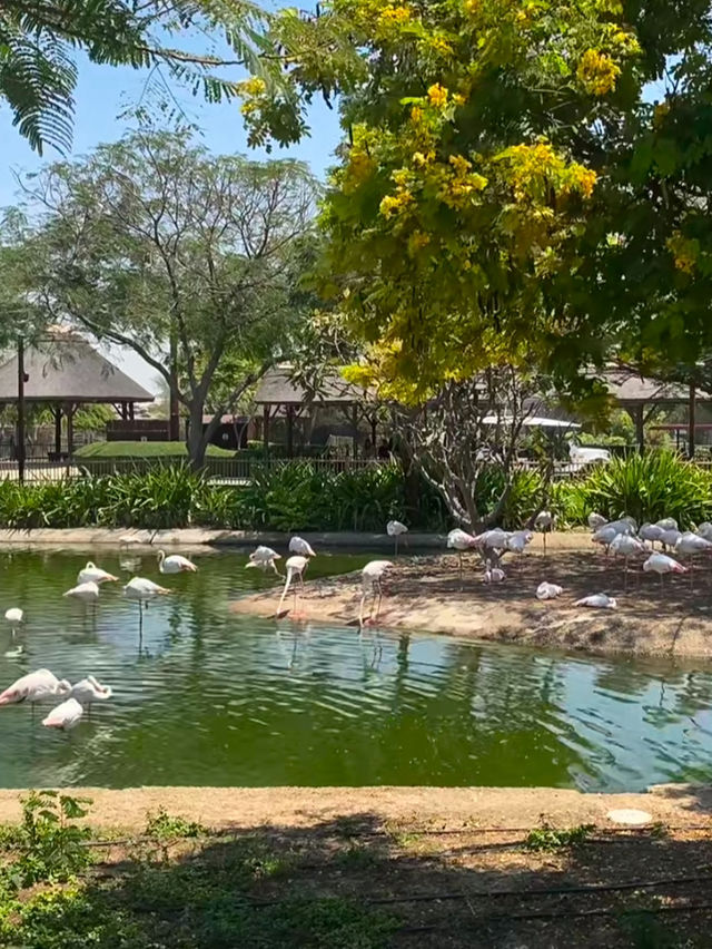 Have fun at the Dubai safari park ✨