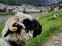 Zermatt - car-free town and blacknosed sheep