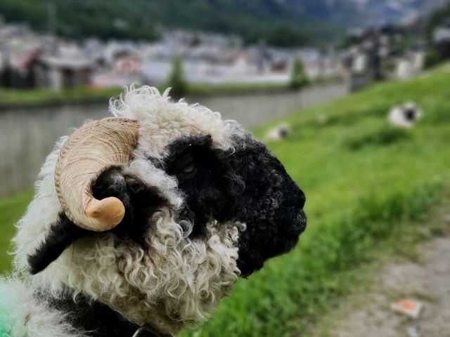 Zermatt - car-free town and blacknosed sheep