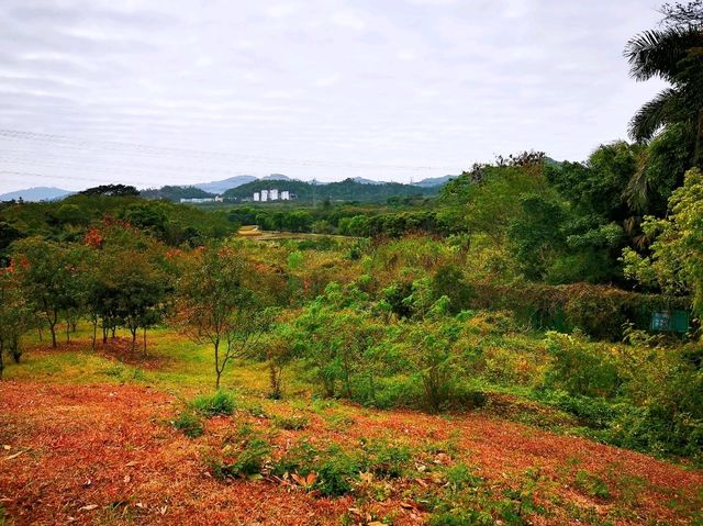 陌上花園浪漫花海