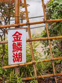 【大分県/由布市】金鱗湖半で期間限定の絶景に出会う