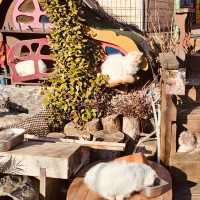 A Unique Cat Cafe Experience