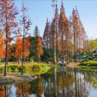 清湖濕地公園-市區濕地氧吧