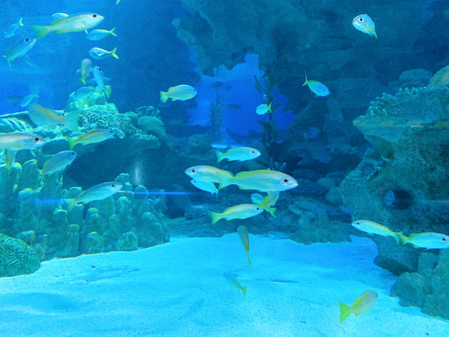 An Underwater Wonderland at Aquaria KLCC