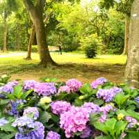 Daan Forest Park