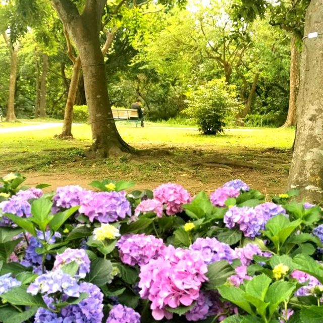 Daan Forest Park