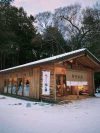 北海道札幌的冬日神社｜北海道神宮 ❄️⛩️