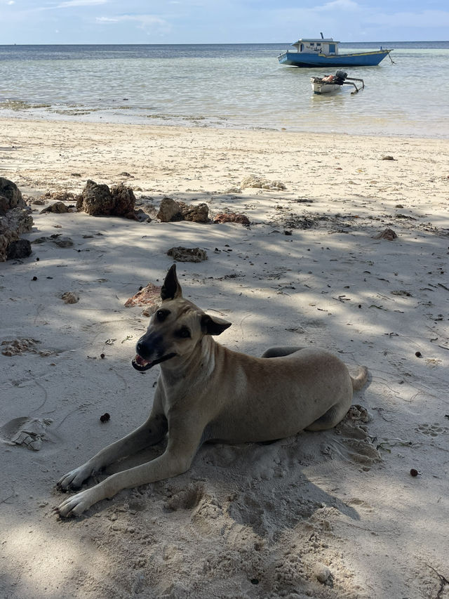 A White Sand Escape at Walakiri Beach—Plus a Furry Surprise! 🏖️🐶