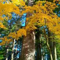 ศาลเจ้านิกโก้โทโชกุ (Toshogu Shrine)