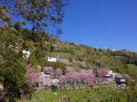 拉拉山櫻木花道/二馬山莊櫻花美景