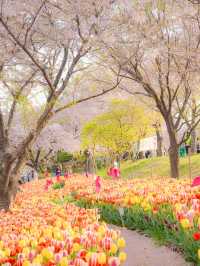 튤립과 벚꽃을 한 번에 볼 수 있는 부산 여행지🌸