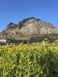 노랗게 물든 제주 산방산 유채꽃밭🌼