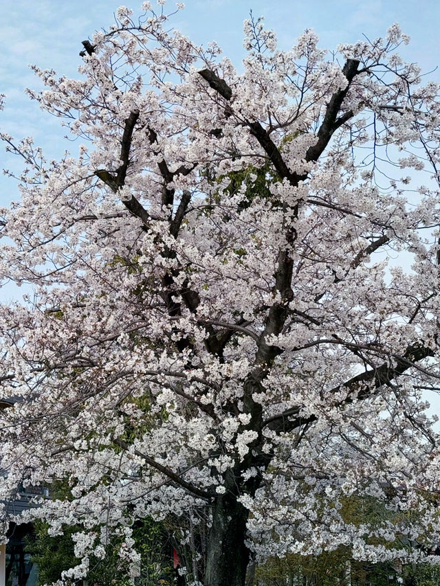 大阪 JO-TERRACE OSAKA 櫻花滿開 🌸✨