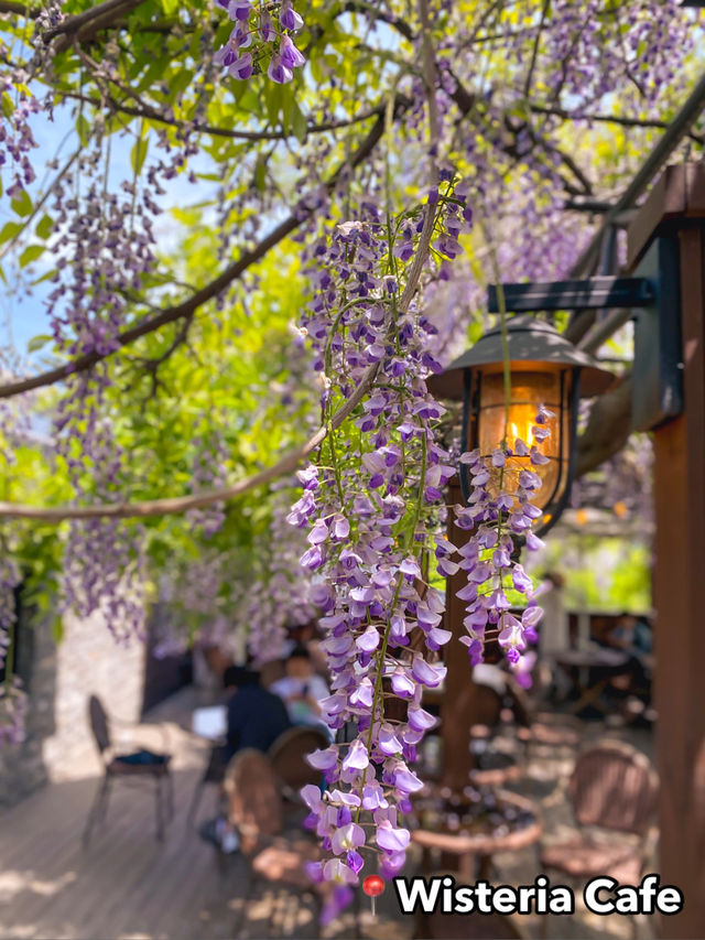 Best Spring Cafés Outside of Seoul in Korea 🌸