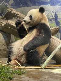 東京｜都市叢林的一方恩賜 百年前戰場變身上野動物園