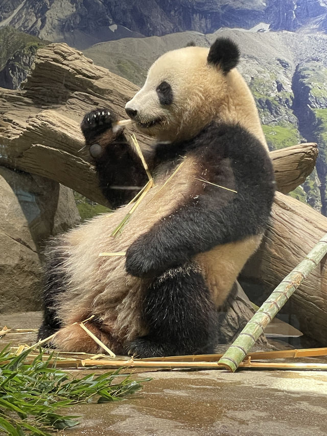 東京｜都市叢林的一方恩賜 百年前戰場變身上野動物園
