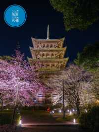 1000円で見れる絶景！春の訪れ🌸 京都と言えばド定番のココ‼️｢東寺｣