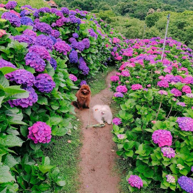 竹子湖 (Zhuzihu – Yangmingshan Calla Lily Fields)