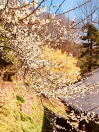 Spring's Natural Beauty & Ancient Wisdom 🌸📜 