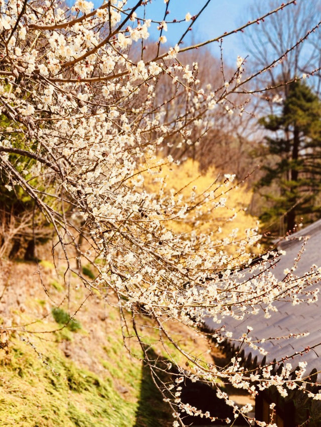Spring's Natural Beauty & Ancient Wisdom 🌸📜 