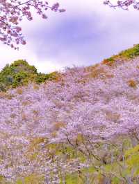 Chasing Sakura at Kyushu