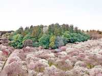 Chasing Sakura at Kairakuen Garden 🌸