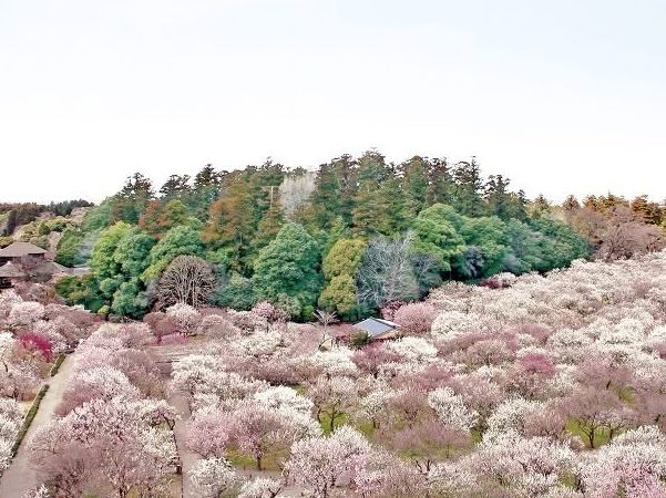 Chasing Sakura at Kairakuen Garden 🌸