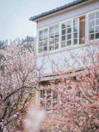 Chasing Sakura at Shandong🌸