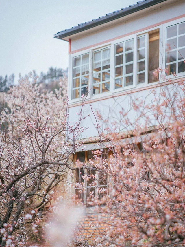 Chasing Sakura at Shandong🌸