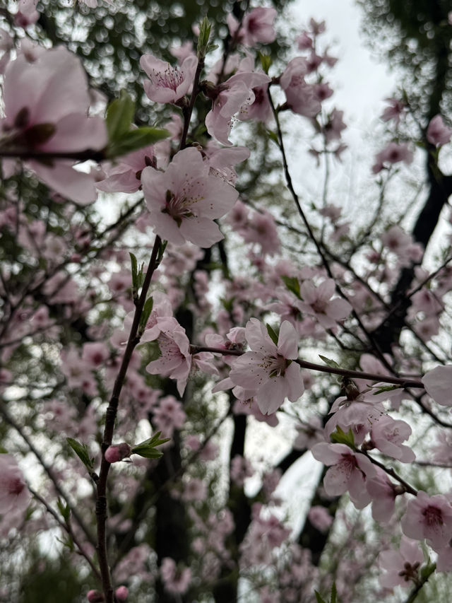 A Serendipitous Sakura Stroll: West Garden Temple’s Floral Paradise by the Canal
