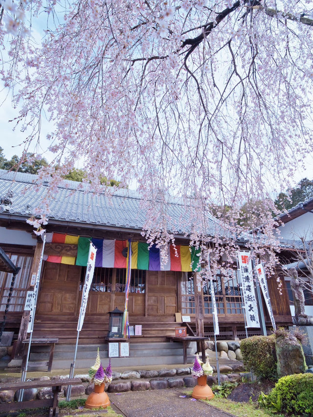 【岐阜】行かなきゃ損‼️樹齢200年のしだれ桜は圧巻🤩穴場すぎる！