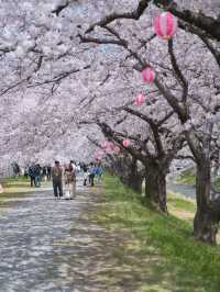 【富山】行かなきゃ損‼️残雪の山×桜×チューリップ✨ここでしか見れない🤩