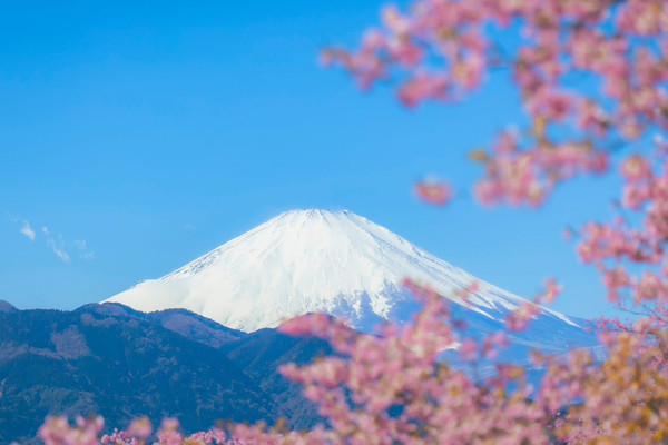 Chasing Sakura at Nishihirabatake Park | Trip.com Matsuda