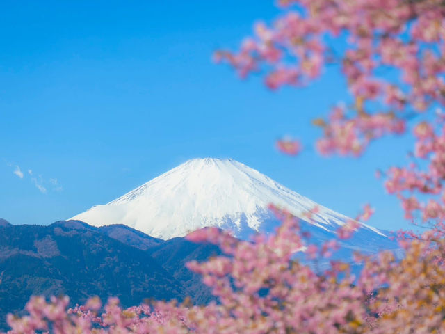 Chasing Sakura at Nishihirabatake Park