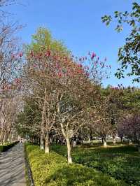 快閃武漢：首義廣場賞櫻