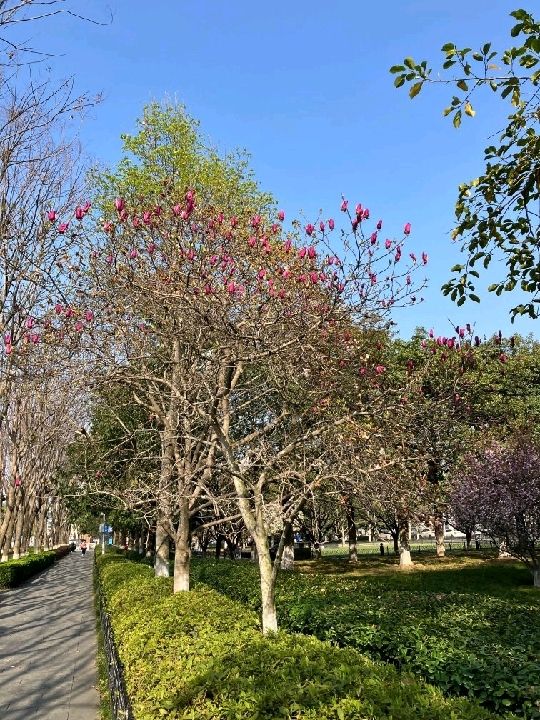 快閃武漢：首義廣場賞櫻