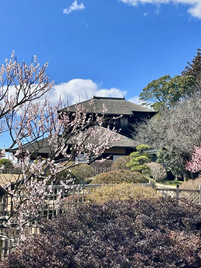 Spring Blossoms at Kairakuen, Mito🌸
