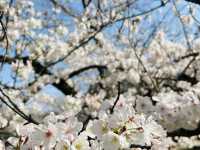 春爛漫！浜離宮から浅草、月島もんじゃまで満喫する桜ルート🌸