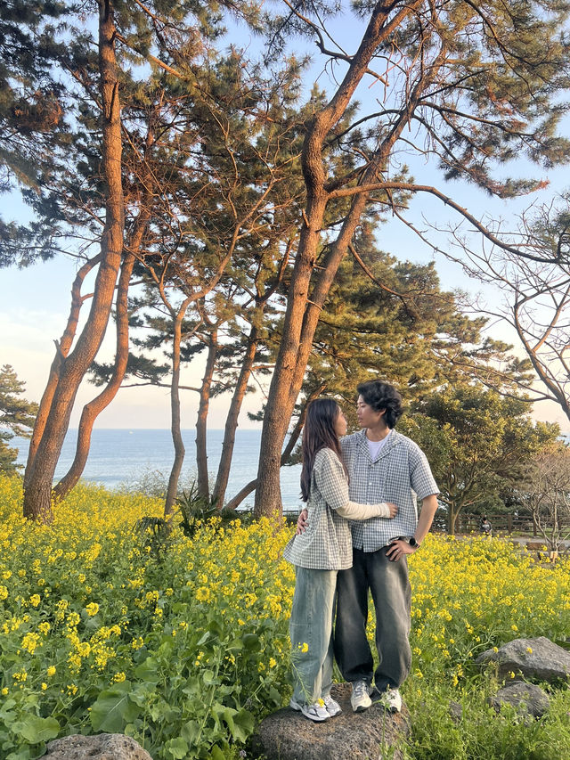제주에서 꼭 가야하는 유채꽃 명소⭐️