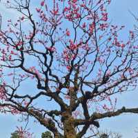 兼六園 (Kenrokuen, Kanazawa) – 日本三名園の一つ、美しき庭園