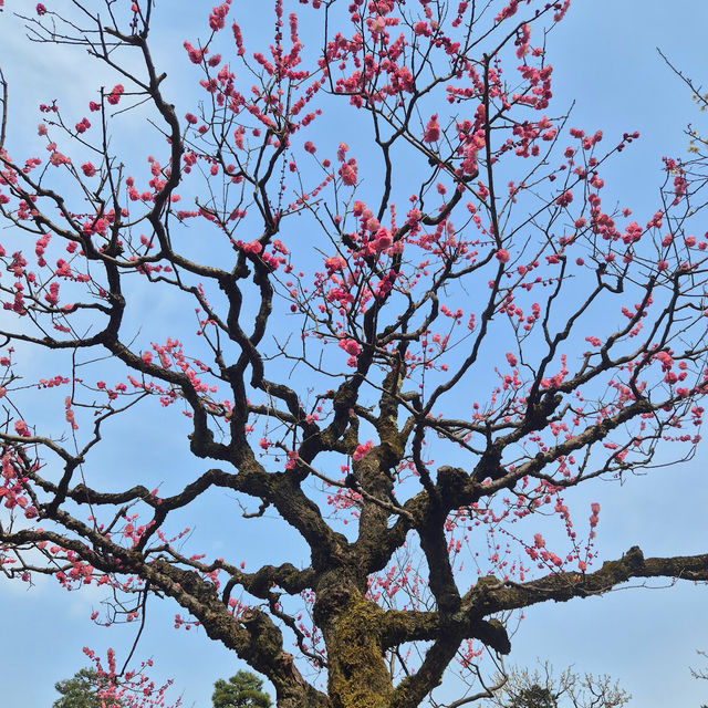 兼六園 (Kenrokuen, Kanazawa) – 日本三名園の一つ、美しき庭園