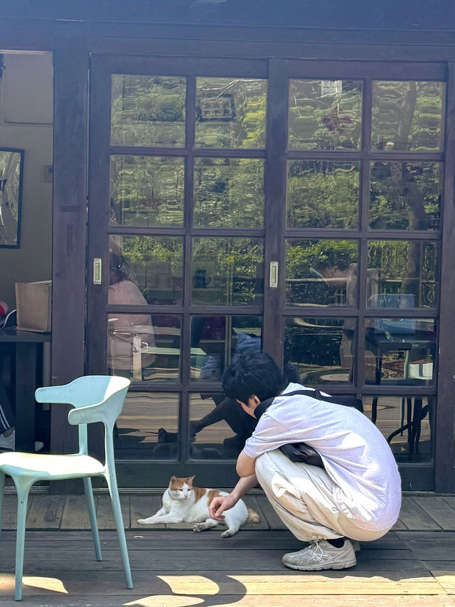 고양이 집사들의 고양이 탐방 당일치기 허우통 여행!