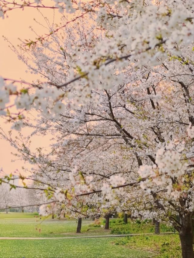 Shanghai’s Newest & Most Futuristic Sakura Destination