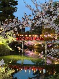 岡崎城の夜桜🌸