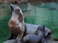 溫哥華水族館