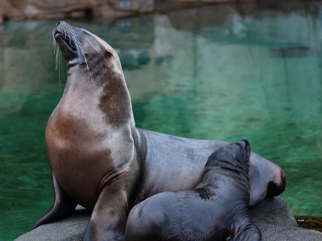 溫哥華水族館