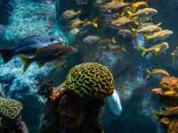 波士頓新英格蘭水族館